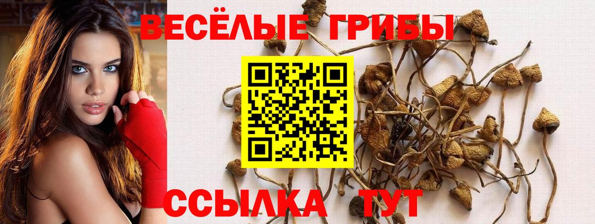 Вязьма  Псилоцибиновые грибы ЛСД  Вход с VPN 